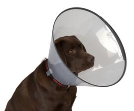 Zgarda Buster Comfort 10 cm
