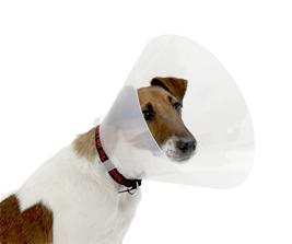 Zgarda clic Buster